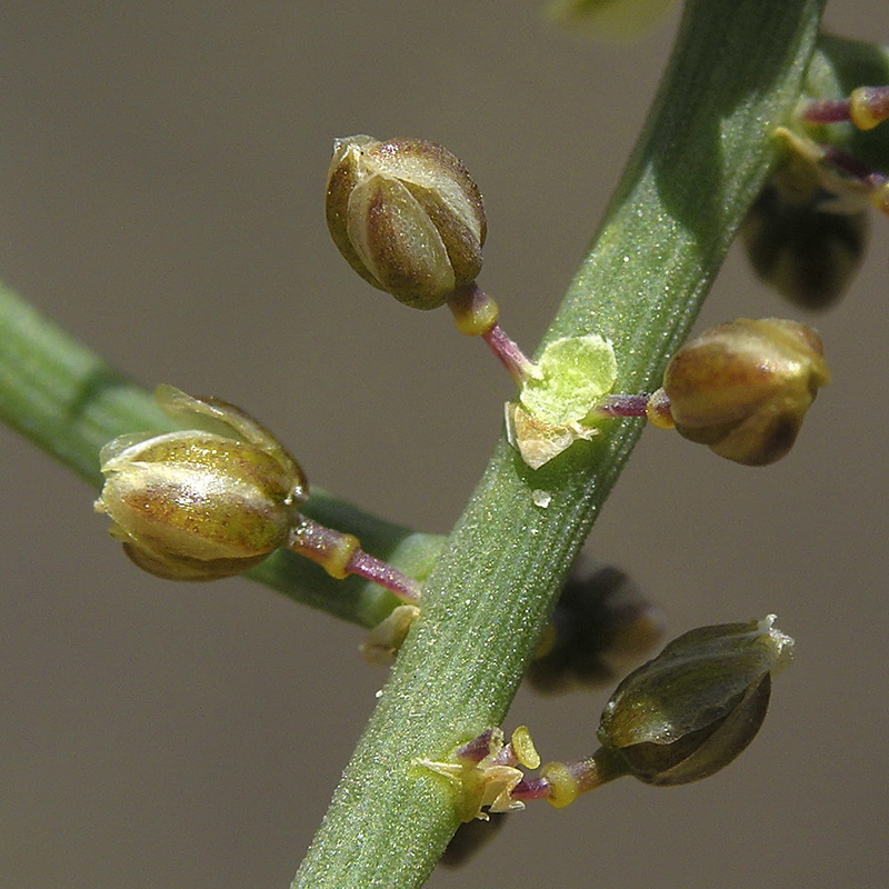Asparagus horridus.13