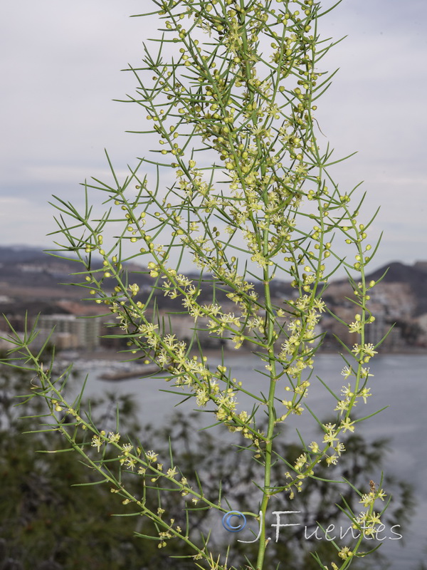 Asparagus horridus.17