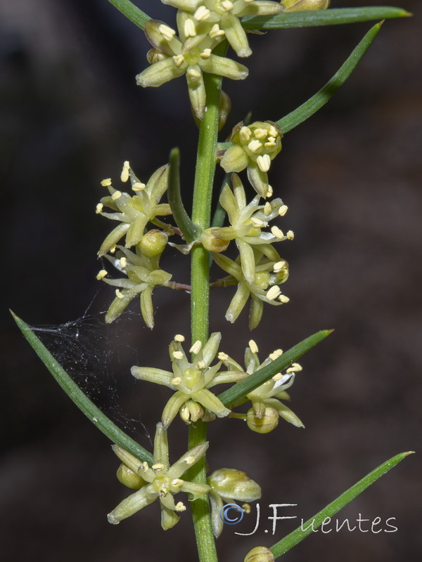 Asparagus horridus.19