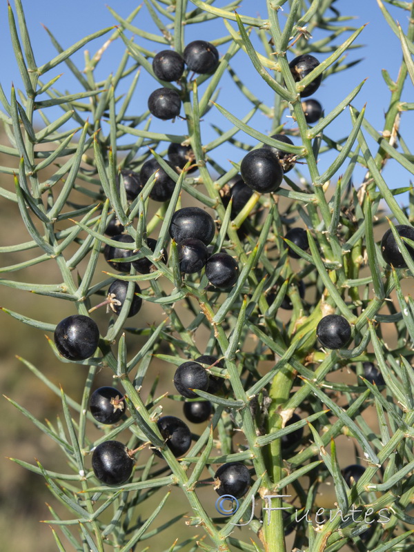 Asparagus horridus.21