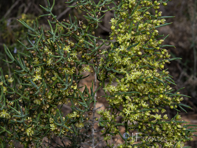 Asparagus horridus.01