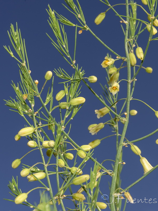 Asparagus officinalis.04