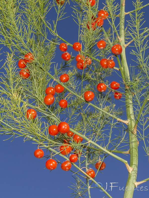 Asparagus officinalis.07