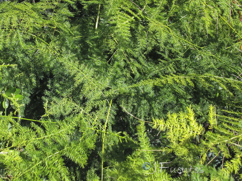 Asparagus setaceus.03