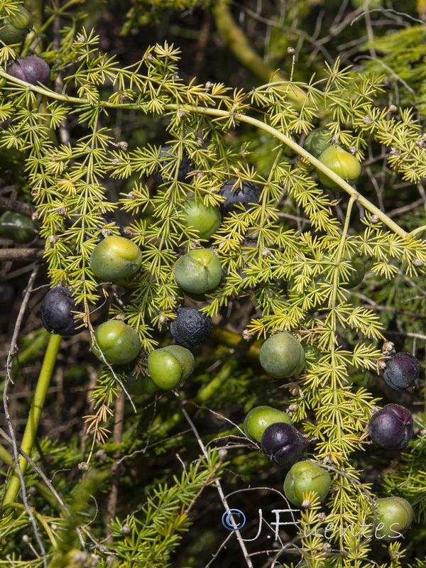 Asparagus setaceus.05