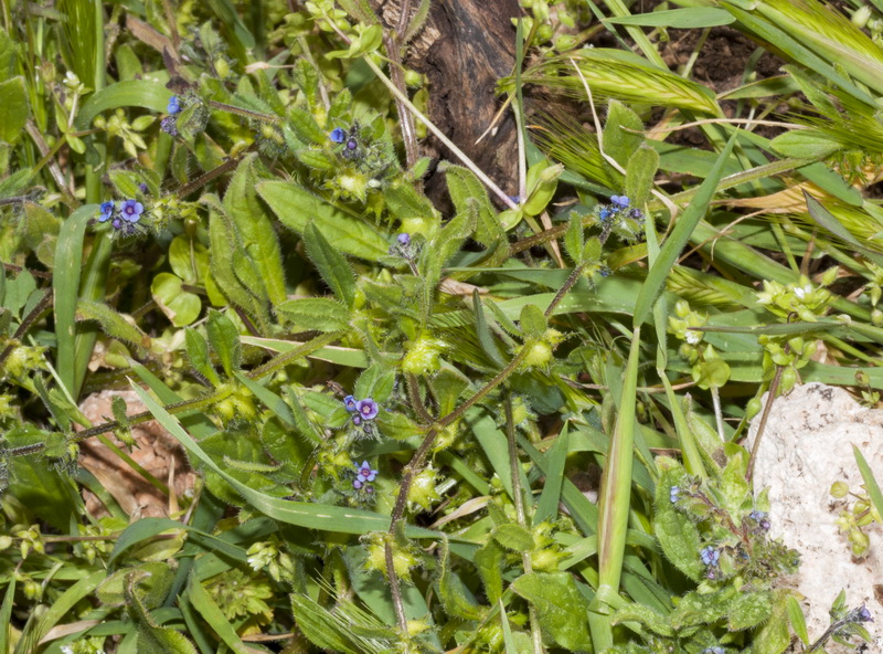 Asperugo procumbens.01