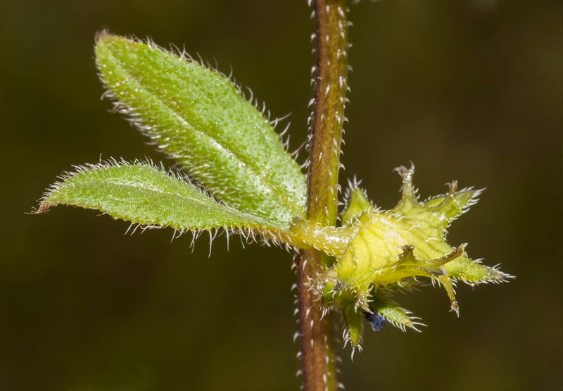 Asperugo procumbens.04