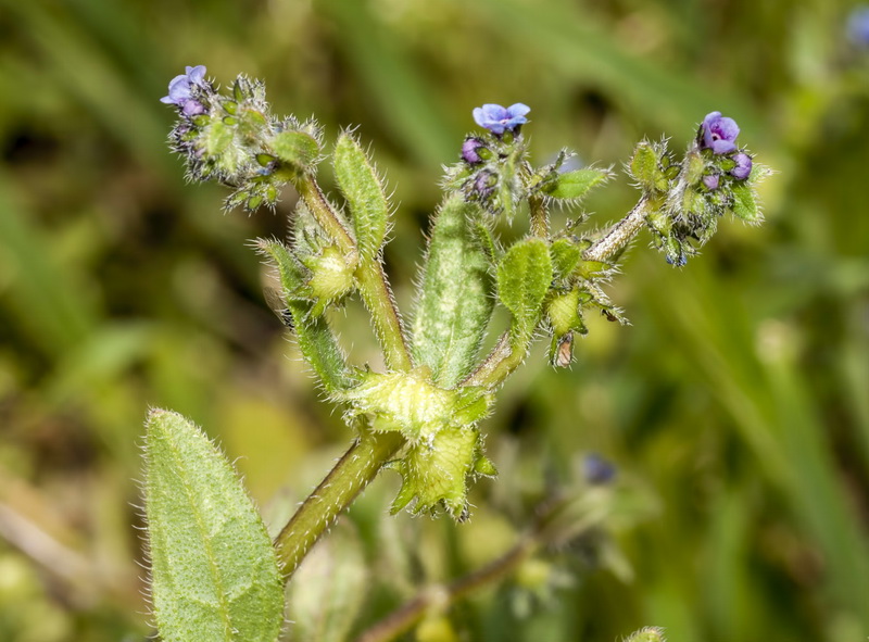 Asperugo procumbens.09