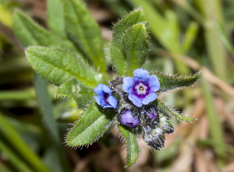 Asperugo procumbens.13