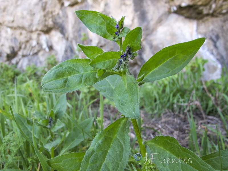 Asperugo procumbens.15
