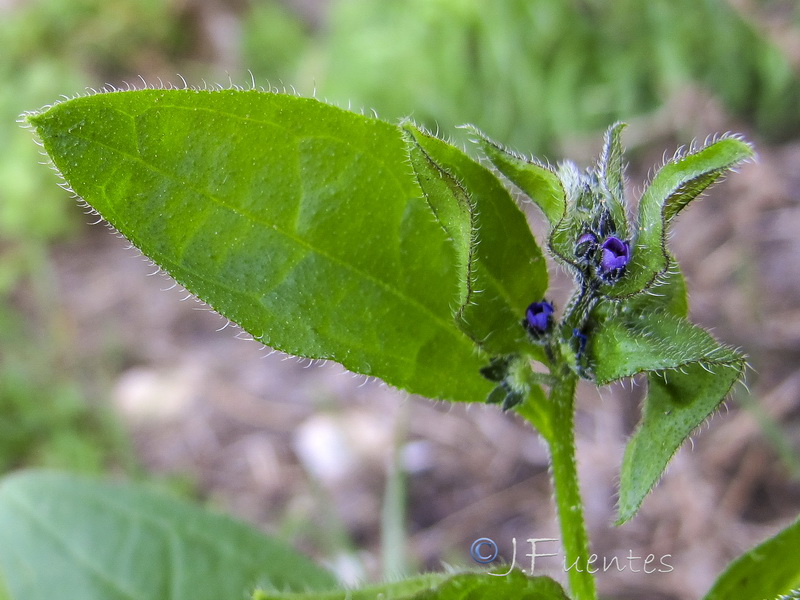 Asperugo procumbens.17