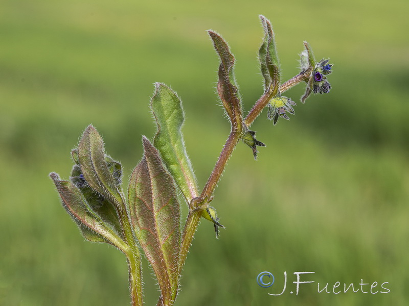 Asperugo procumbens.20