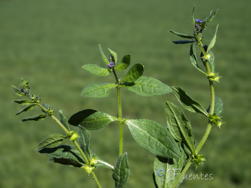 Asperugo procumbens.15