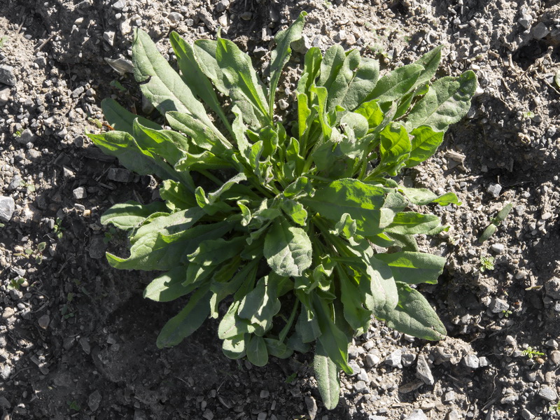 Asperugo procumbens.26