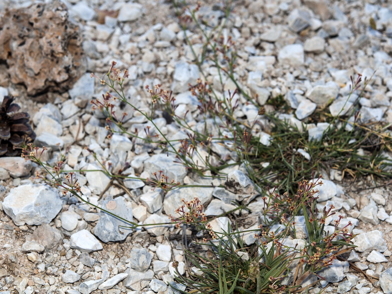 Asperula aristata scabra.01