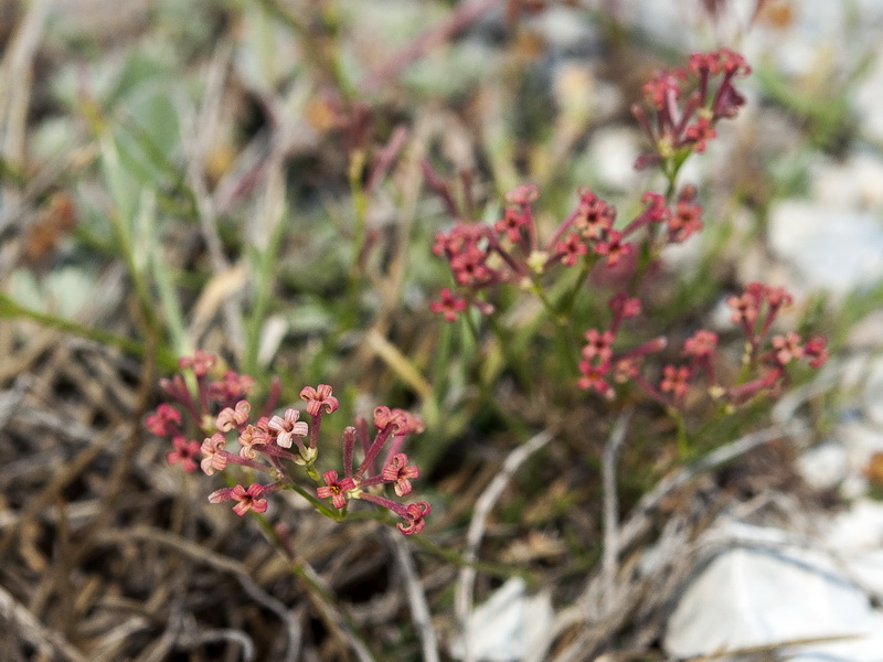 Asperula aristata scabra.02