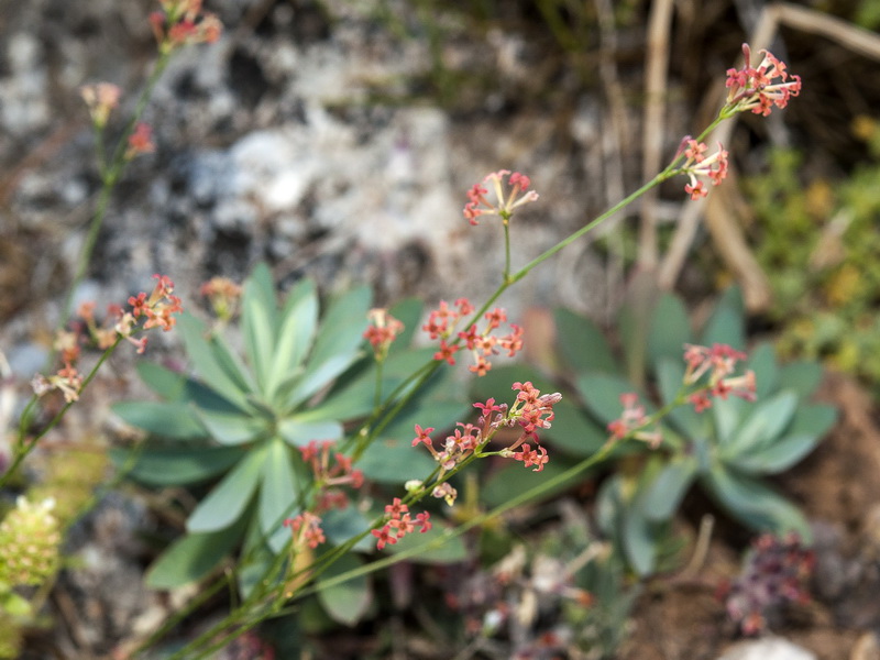 Asperula aristata scabra.03