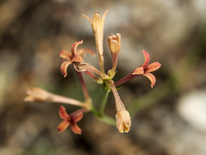 Asperula aristata scabra.04