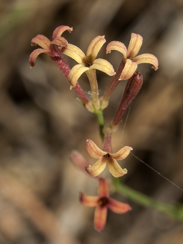 Asperula aristata scabra.05