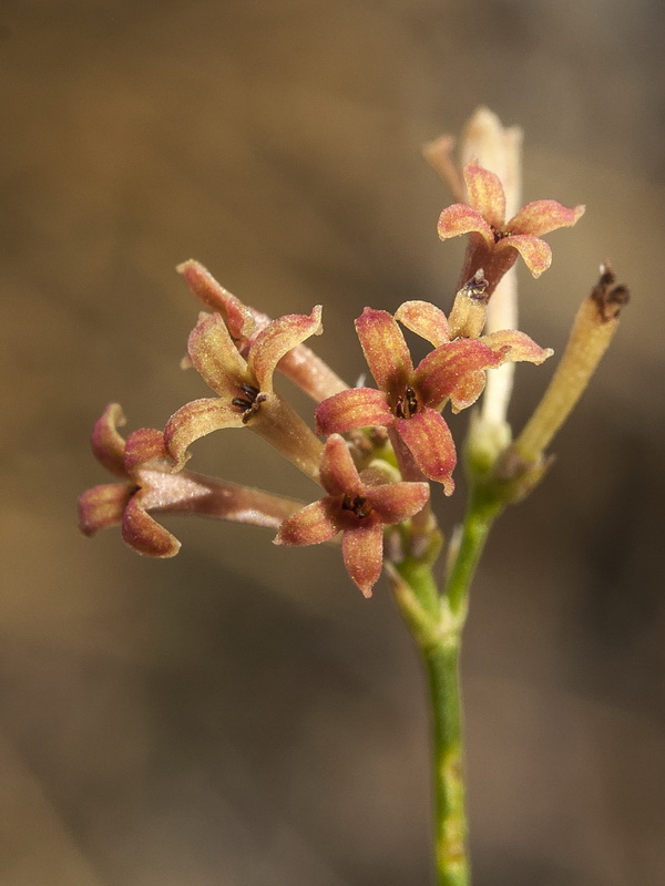 Asperula aristata scabra.06