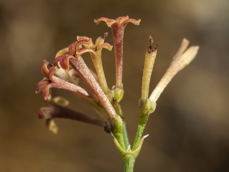 Asperula aristata scabra.07