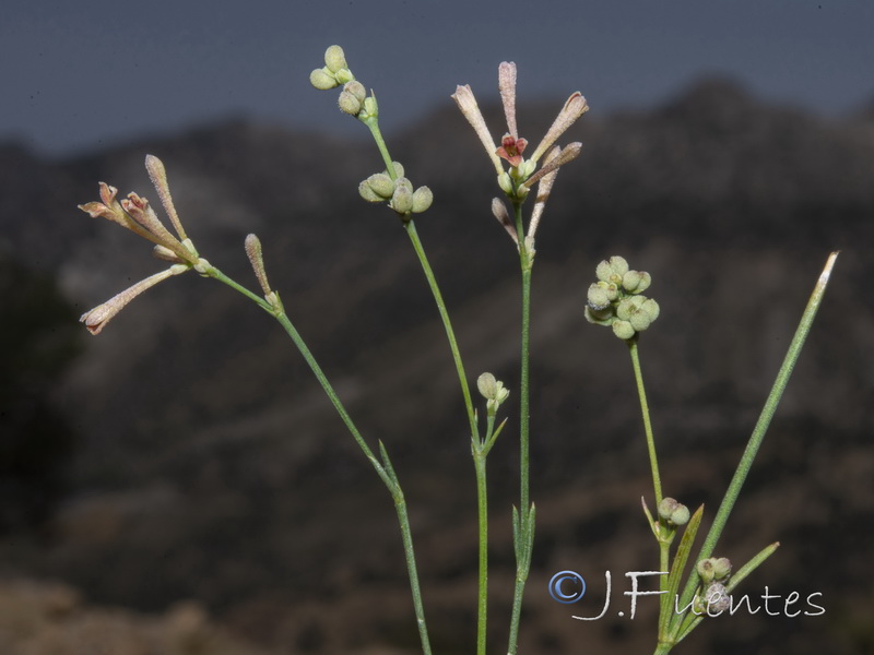 Asperula aristata scabra.09