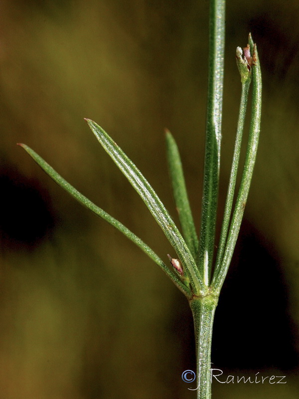 Asperula aristata scabra.10