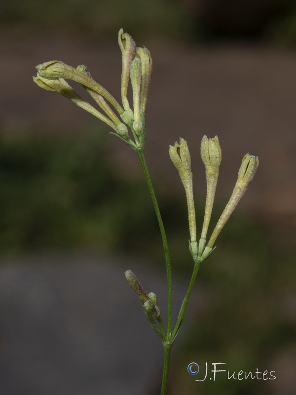 Cynanchica aristata scabra.14