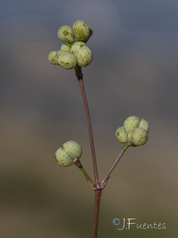 Cynanchica aristata scabra.16