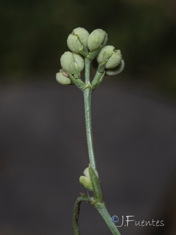 Cynanchica aristata scabra.19