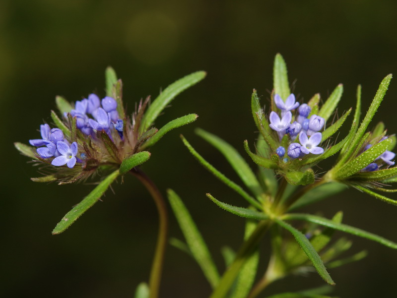 Asperula arvensis.01