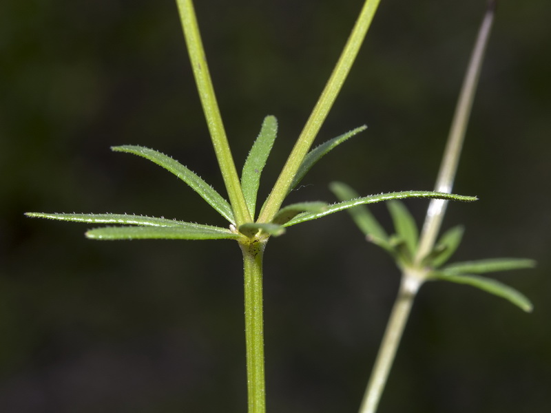 Asperula arvensis.02