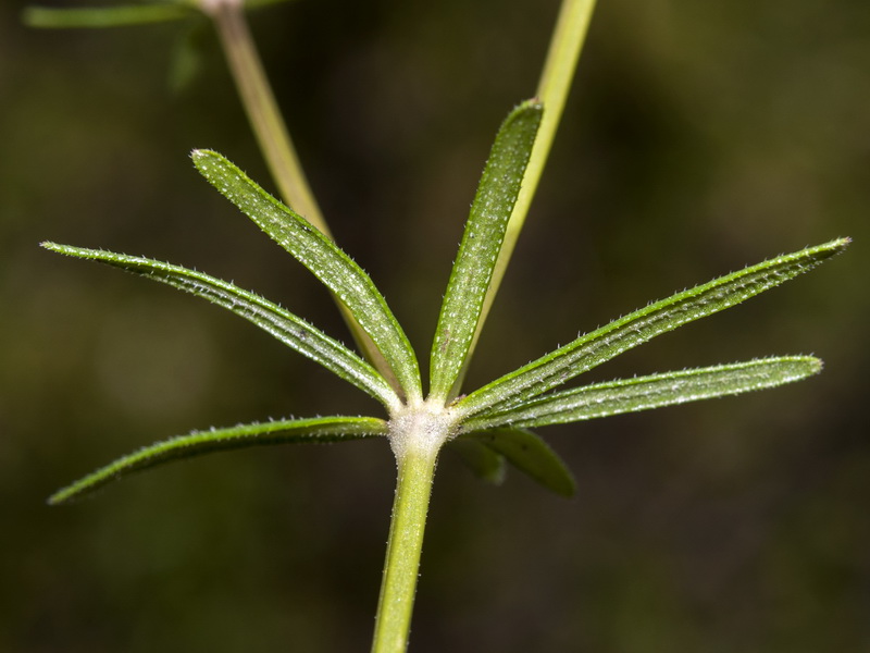 Asperula arvensis.04