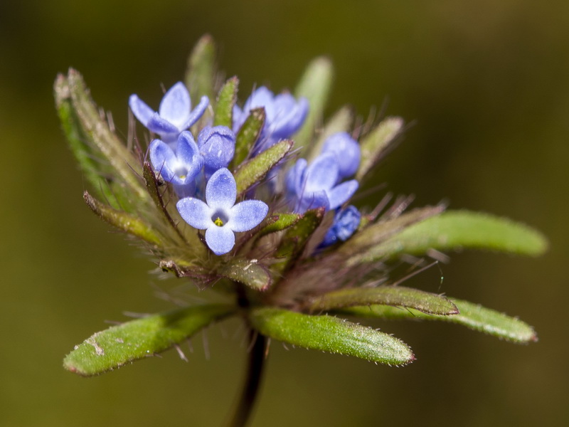 Asperula arvensis.07