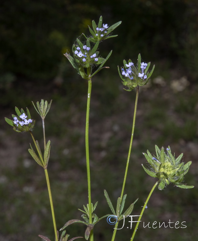 Asperula arvensis.08