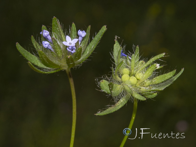 Asperula arvensis.09