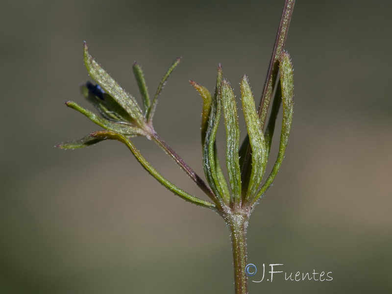 Asperula arvensis.10