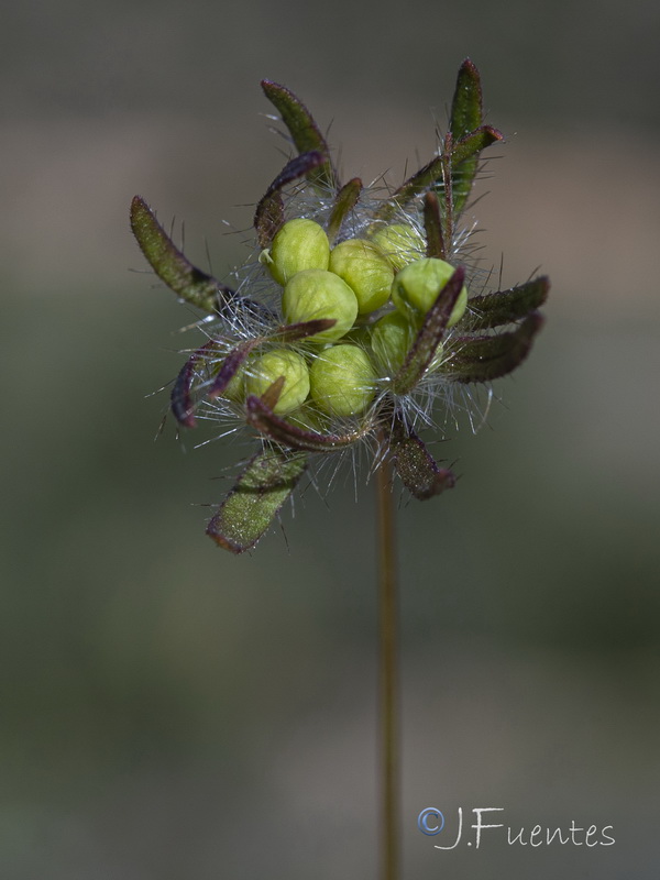 Asperula arvensis.11