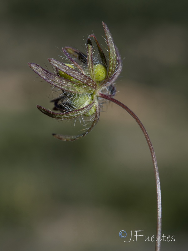 Asperula arvensis.12