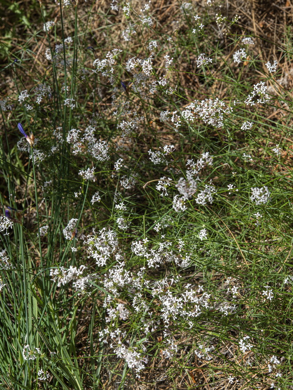 Asperula hirsuta.01