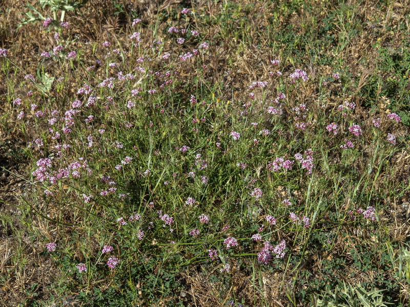 Asperula hirsuta.02