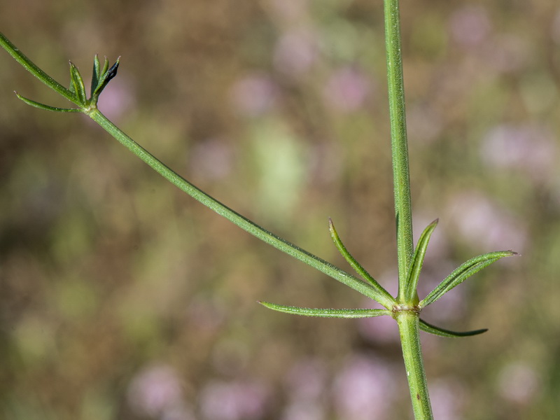 Asperula hirsuta.03