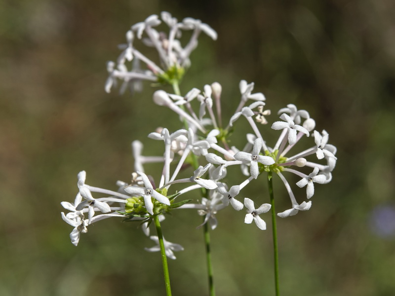 Asperula hirsuta.08