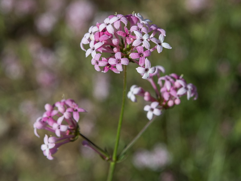 Asperula hirsuta.09