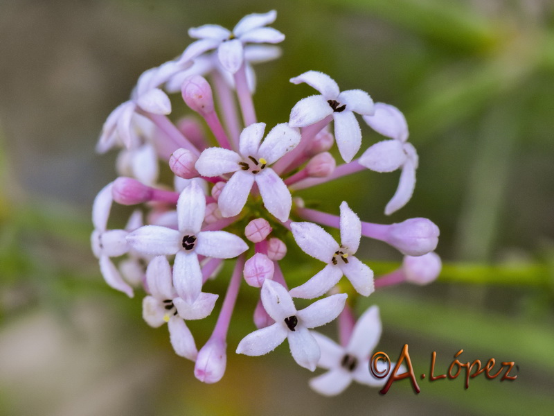 Asperula hirsuta.24