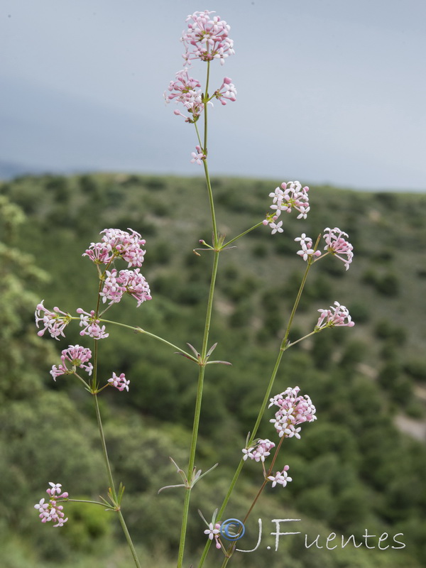 Asperula hirsuta.14
