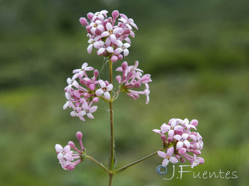 Asperula hirsuta.18