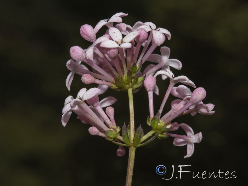 Asperula hirsuta.12