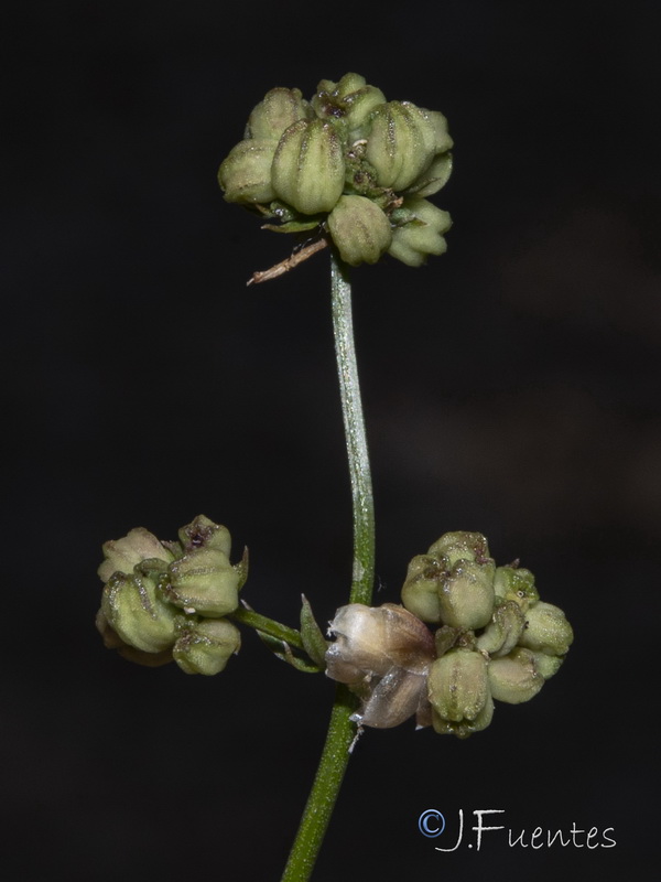 Asperula hirsuta.28