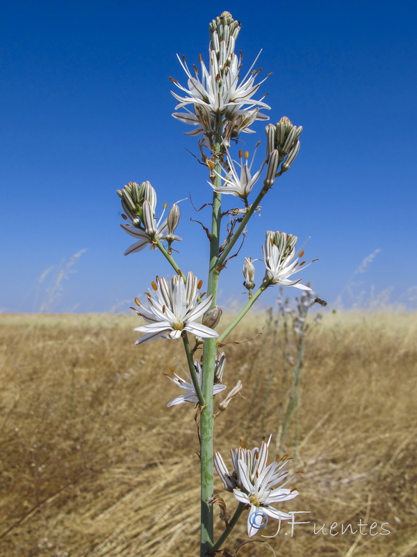 Asphodelus aestivus.04